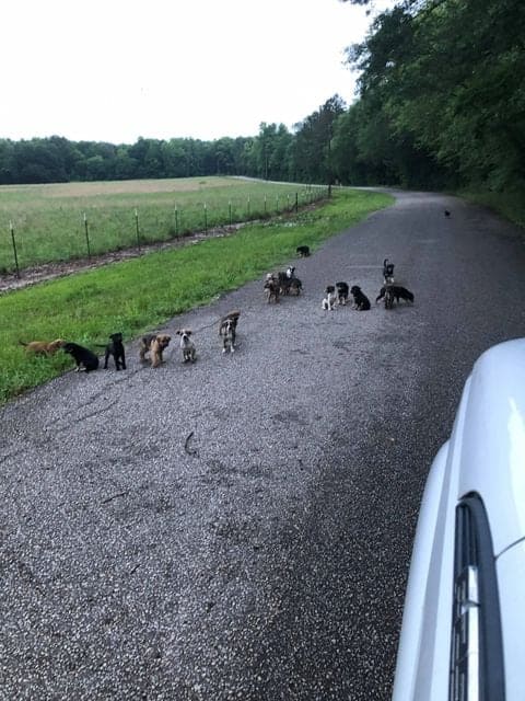 20 defenseless puppies dumped along side of road in Tyler Texas