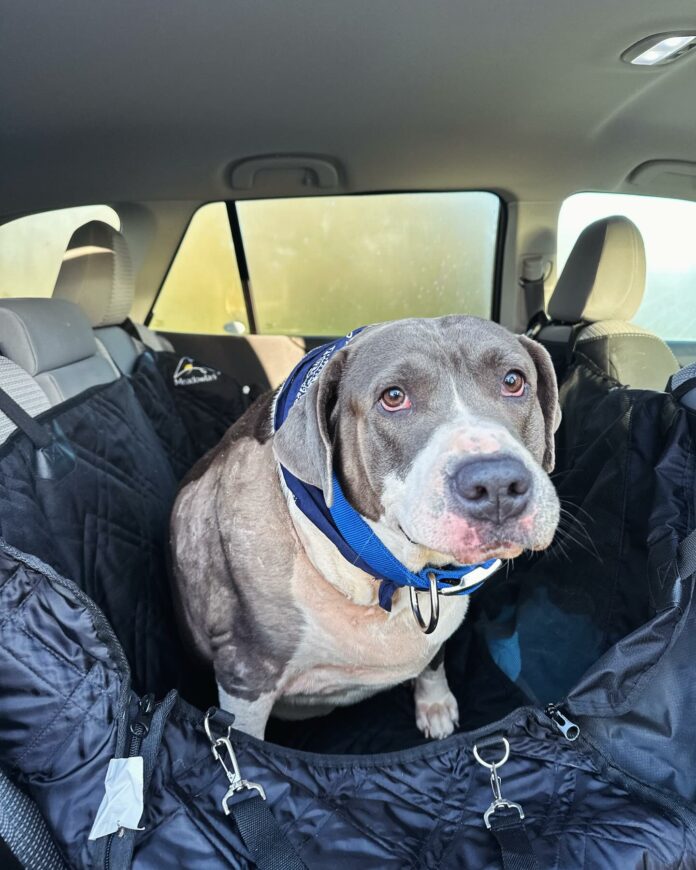 Brave Pickle: Overweight pittie battling back after brutal attack and rain ordeal