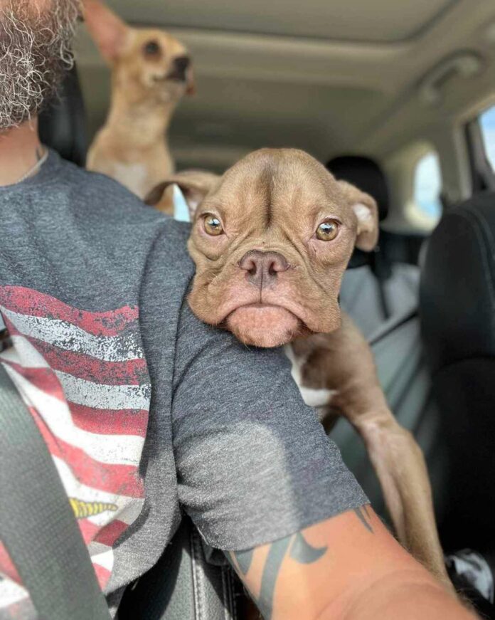 Skeletal pup abandoned in parking lot lucked out as Good Samaritan reached out for help