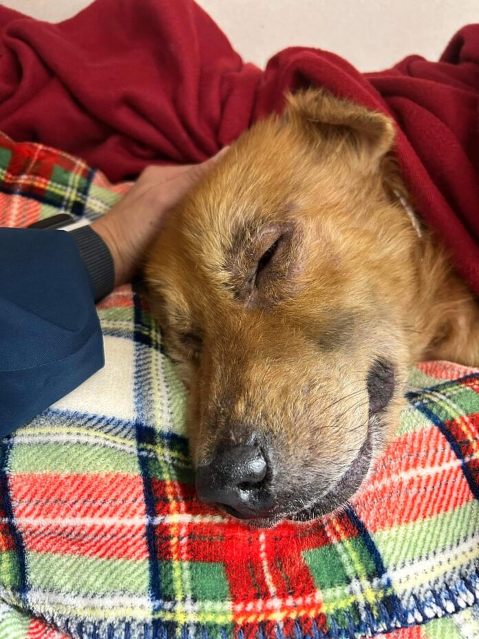 Heartbreaking update for abandoned crying puppy Houston rescuers tried so hard to save