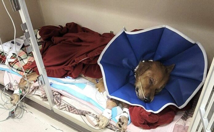No one was there to help crying puppy abandoned in field until Texas rescue stepped forward