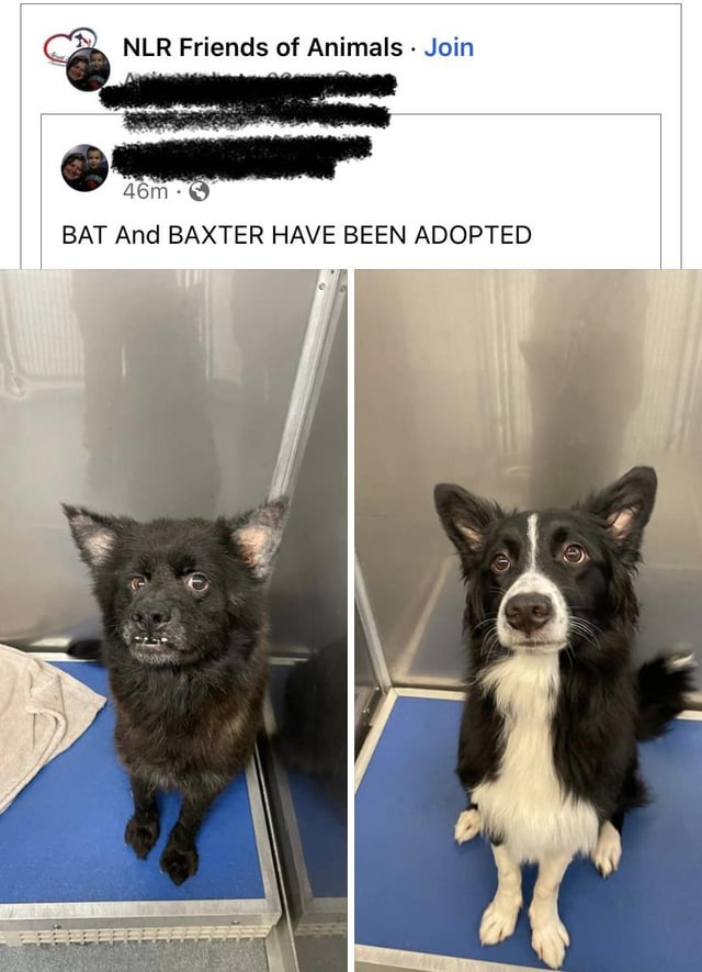 nihtxsolrog81 r/WhatsWrongWithYourDog - Update for those who asked. BAT HAS BEEN ADOPTED! Which one you lucky folks got her?? We demand photos!