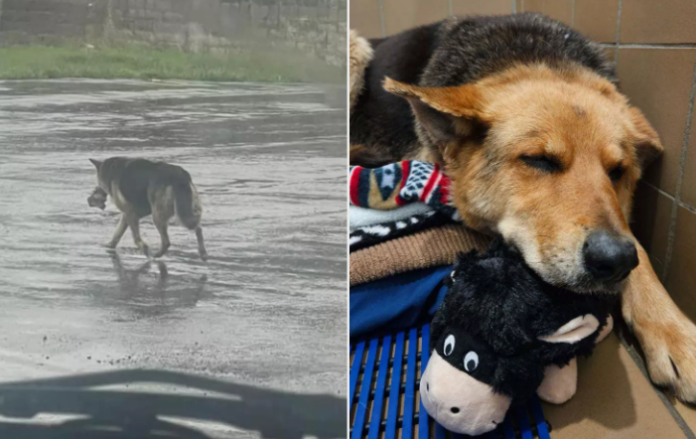 More heartwarming updates for German shepherd found wandering the streets of Detroit carrying her stuffy