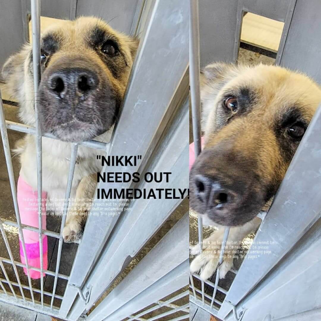 Injured shepherd ‘Nikki’ needs out of shelter immediately to save her life