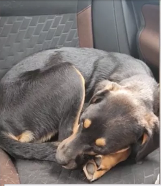 Unwanted puppy rescued mid-way through euthanasia by Mississippi hero