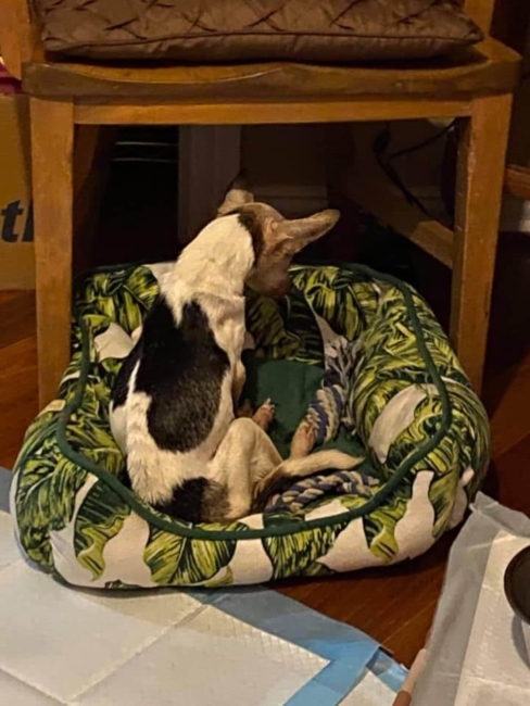 Sad update for 15-year-old Nikki surrendered by her homeless owner