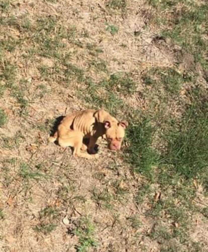Dog found nearly lifeless under Texas bridge stumbled over to her rescuer asking for help