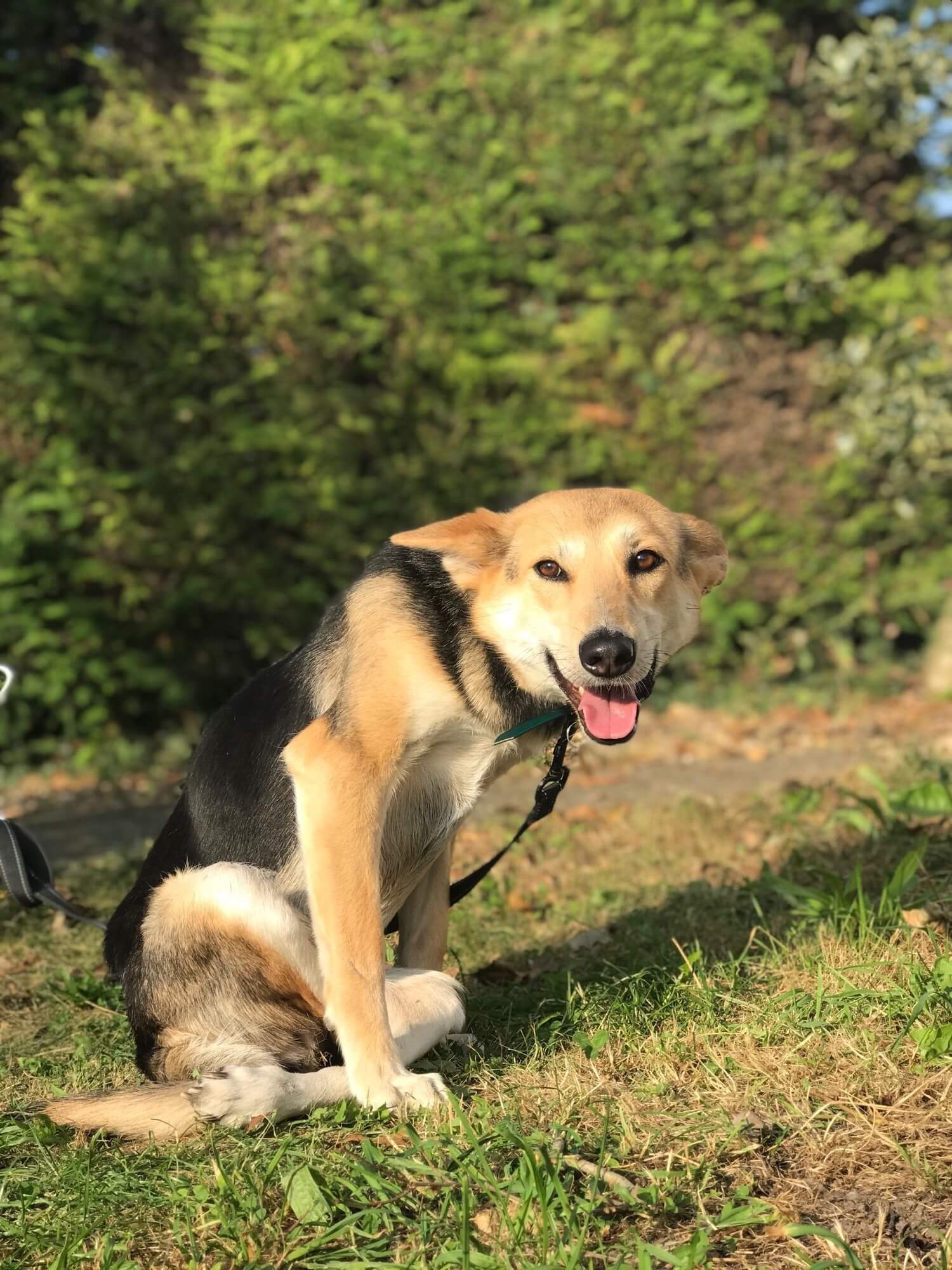 Rescued pooch sits ‘cross-legged’ after hit by car but she’s one perky princess in need of a home
