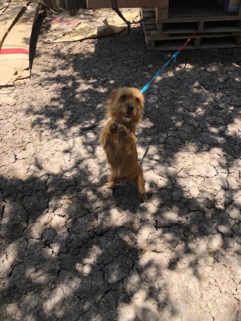 9 dogs living in awful conditions about to be carted off to kill shelter rescued in nick of time