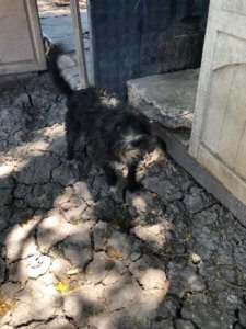 nine-dogs-rdr2-1-225x300-1