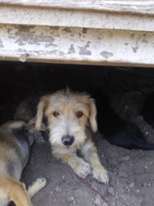 nine-dogs-rdr3-225x300-1