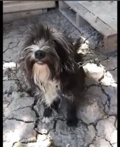 nine-dogs-rdr4-245x300-1