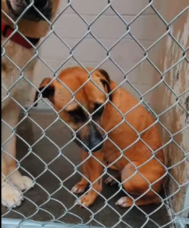 Everyone walks by amazing and smart ‘Brenda’ and we can tell her heart is broken