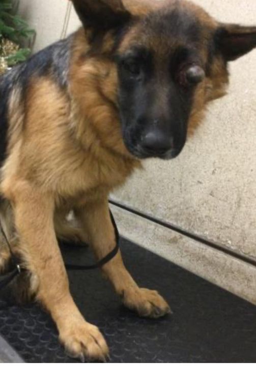 Not one single social media post for German shepherd slated to die because she needs eye removed