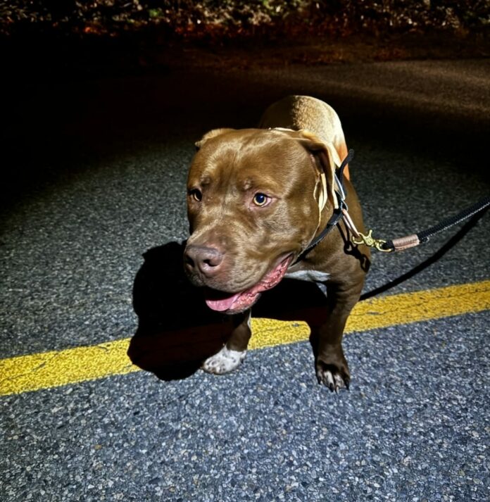 Heartbreaking: Dumped dog sat on side of lonely road waiting for his owner to return