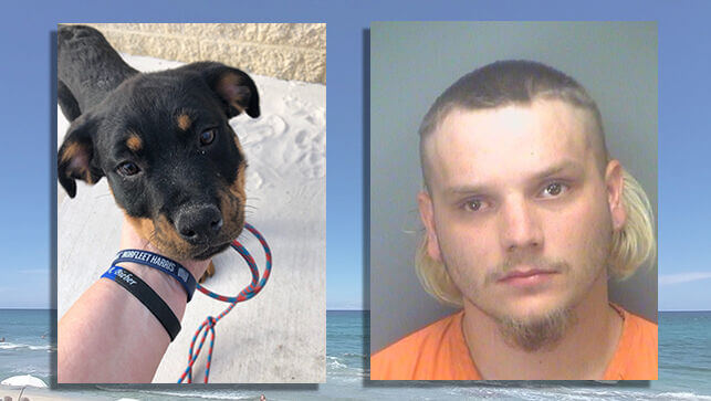 Florida man arrested after kicking puppy in the face because it ate his food