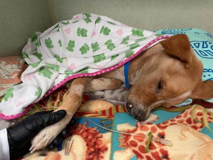 Our hearts are broken: Skeletal pup rescued from Texas roadside who couldn’t see or eat passed over to Rainbow Bridge