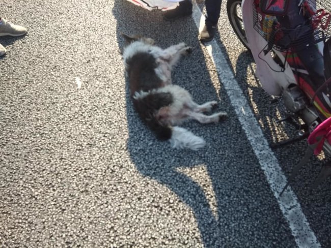 Food deliverers stop to help dog fatally injured on road by hit and run driver