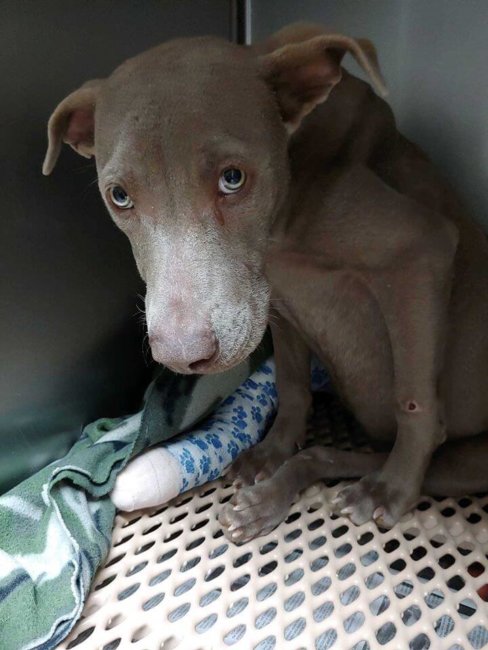 Update on Weimaraner left at shelter struggling for days to walk