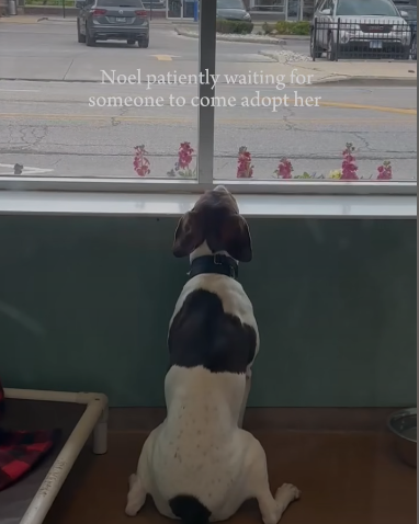‘Will someone ever love me?’ Sweetest shelter pup watches through window for life to begin