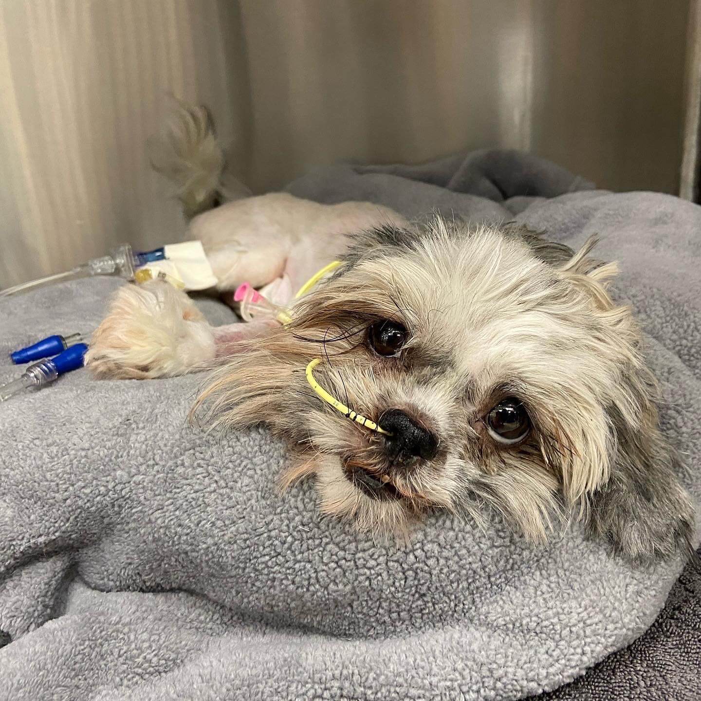 Surgeons discover dozens of ponytail elastics in Shih Tzu’s stomach