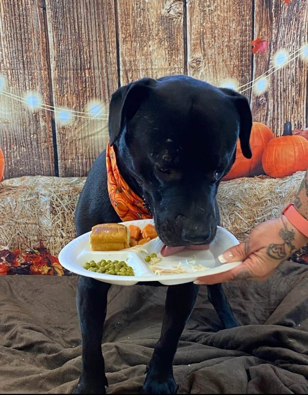 Heartbroken pup watched car kill his mate and did not want to leave her side and now he is scheduled to be euth’ed