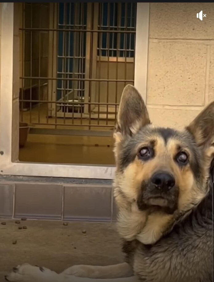 Heartless owner dumped his senior blind shepherd and never turned around