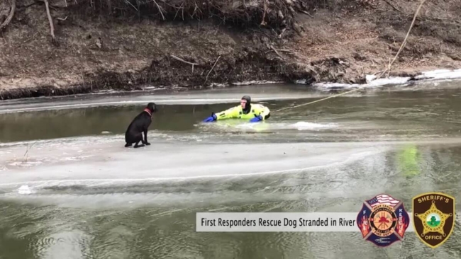 Firefighters rescue chocolate Labrador retriever stranded on chunk of ice
