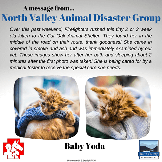 north-valley-animal-disaster-group-1