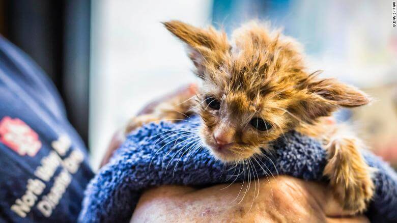 Kitten with striking resemblance to ‘Baby Yoda’ rescued from California wildfire