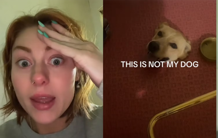 Tennessee woman finds dog poking head out bathroom floor during renovation