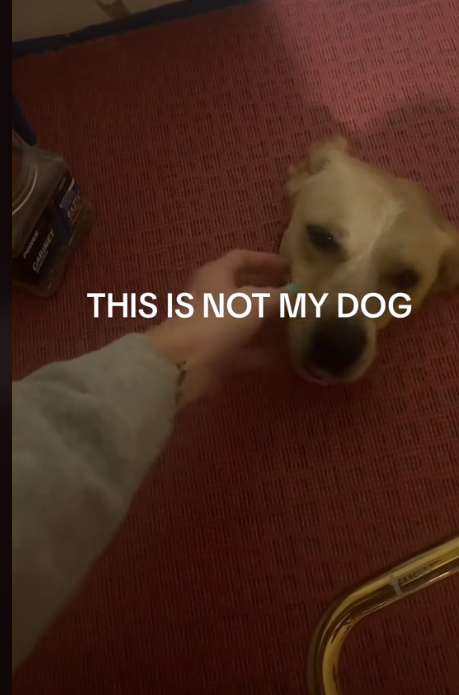 not-my-dog