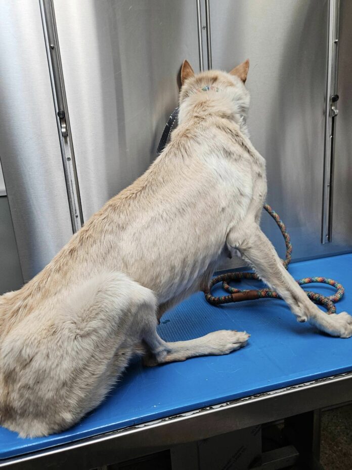 UPDATE: Abandoned dog rescued from median along Ventura freeway