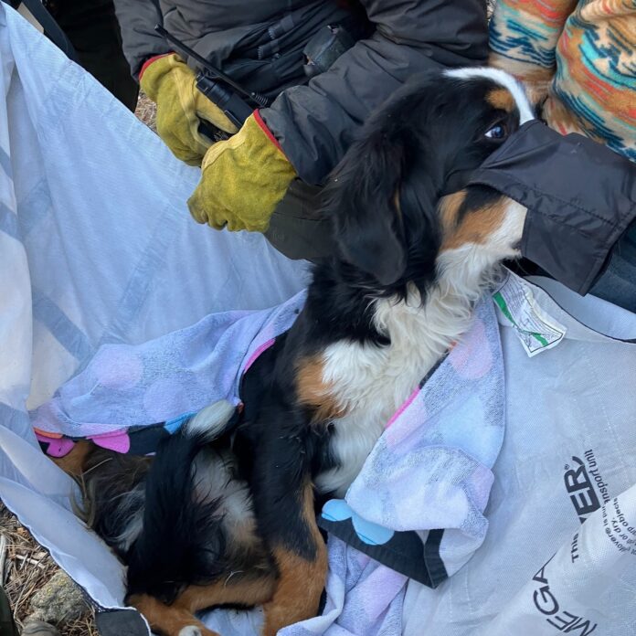 Dog missing for two months found by hikers injured along Colorado hiking trail