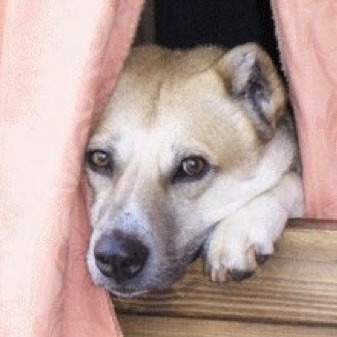 Ex-marine who funded animal rescue in Kabal to rescue stray dogs and donkeys fearful for future of staff