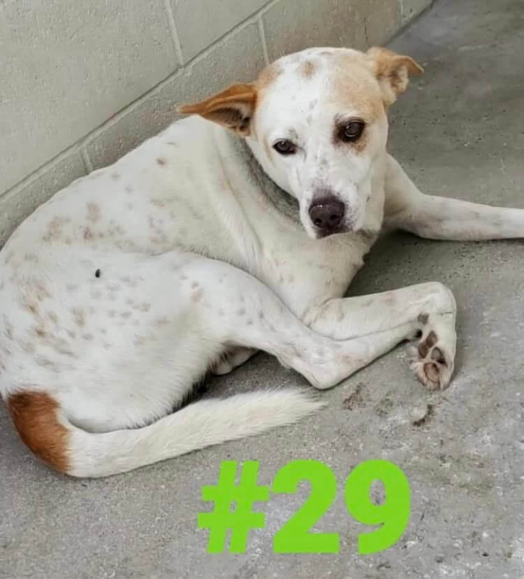 Owner surrendered 9 dogs to Nueces County shelter already full with too many pets amidst fear of being euth’ed