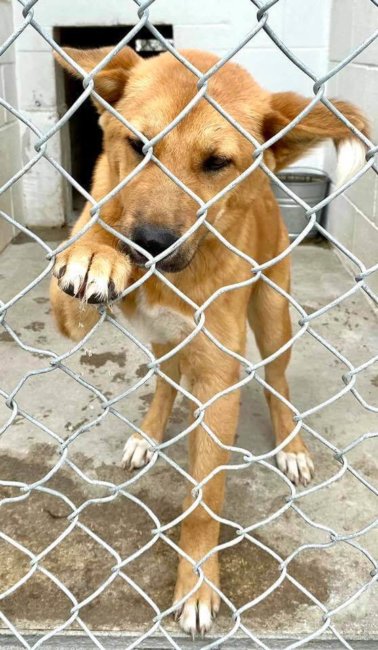 Shepherd puppy and his deadline has passed: Scheduled to be euth’ed