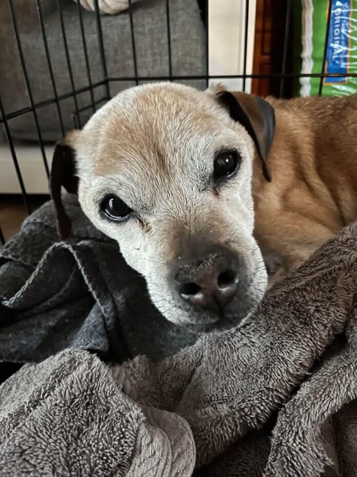 Dog lost seven years ago found limping down a road across the country