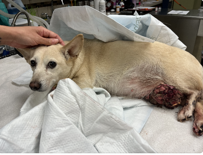 Abandoned pup rescued by Good Samaritan undergoes successful breast cancer surgery