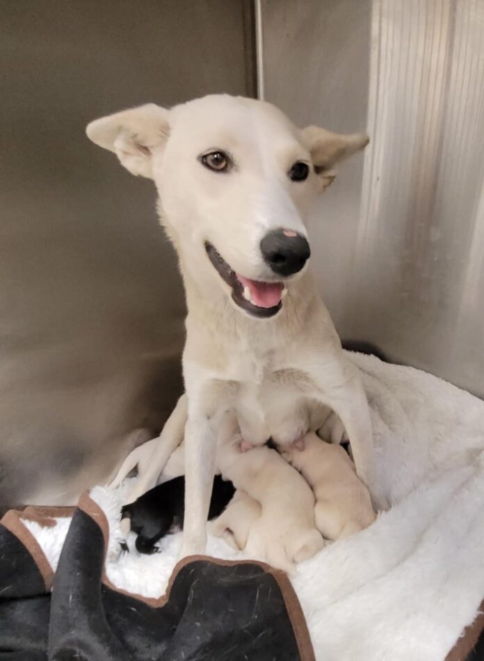 Nursing mom and her puppies