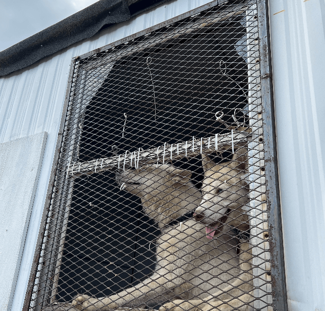 Nearly 2 dozen huskies abused and malnourished rescued from Staten Island home’s hellish conditions