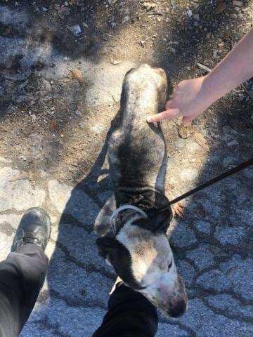 Horribly neglected dog seized yet owner denies cruelty