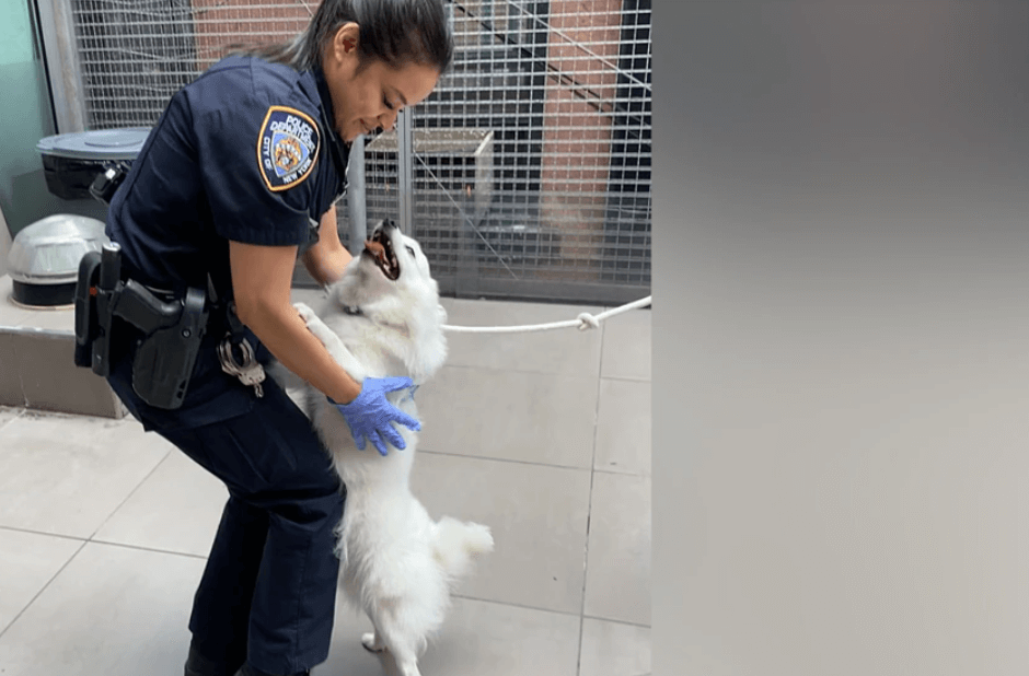 NYPD officer adopts dog she saved from hot car last month