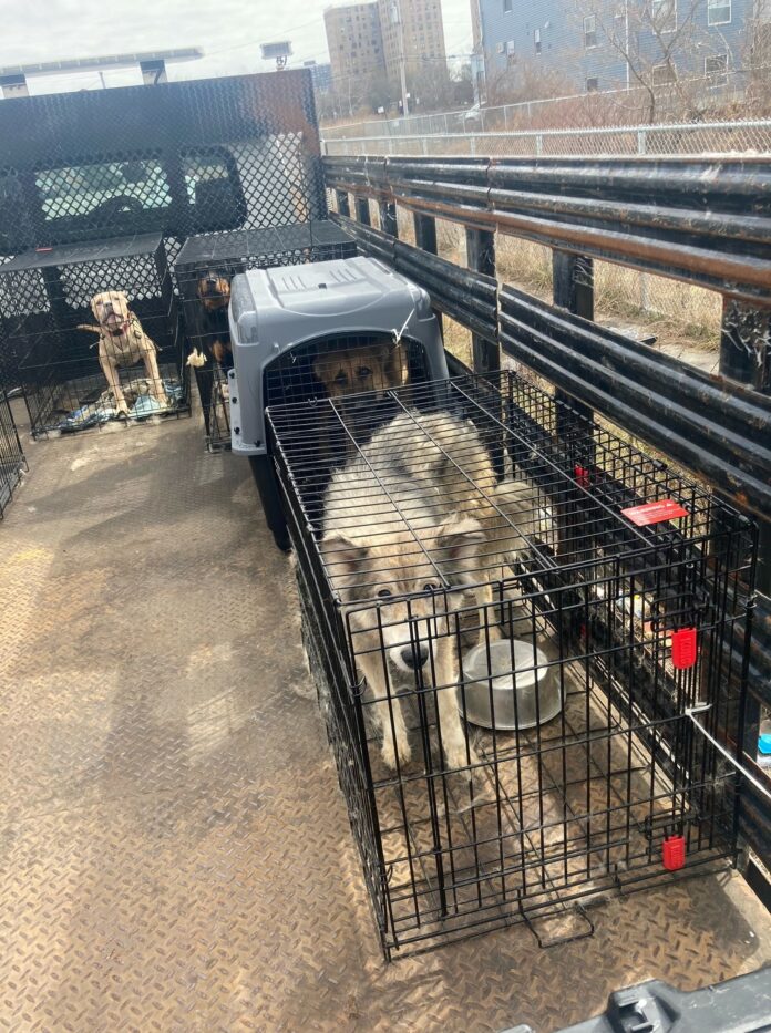 Starving pets rescued from filthy NYC home in police raid believed stolen