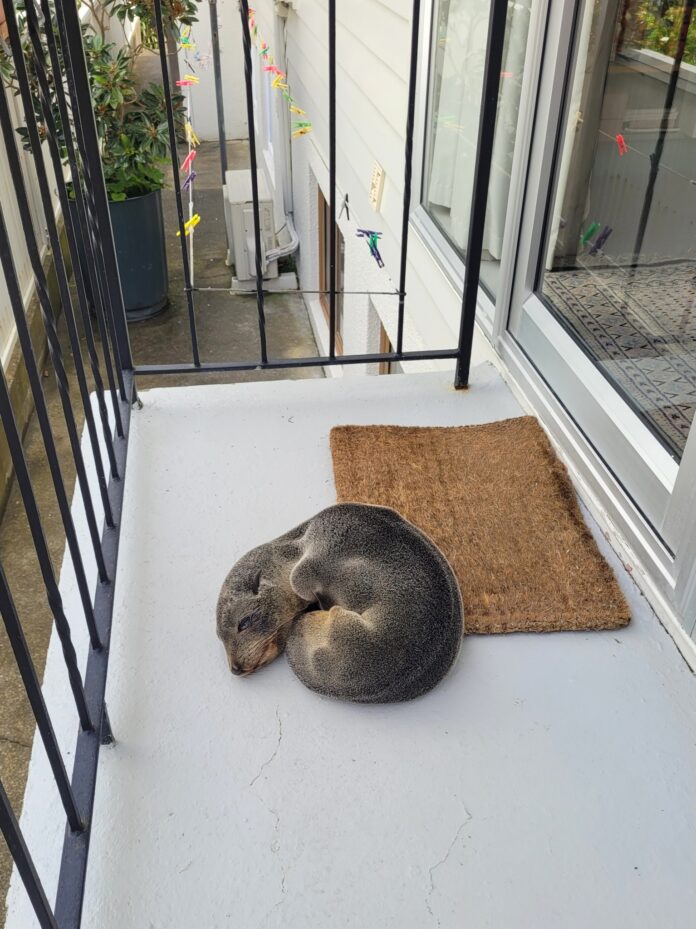 Fast asleep baby seal found curled up on front porch
