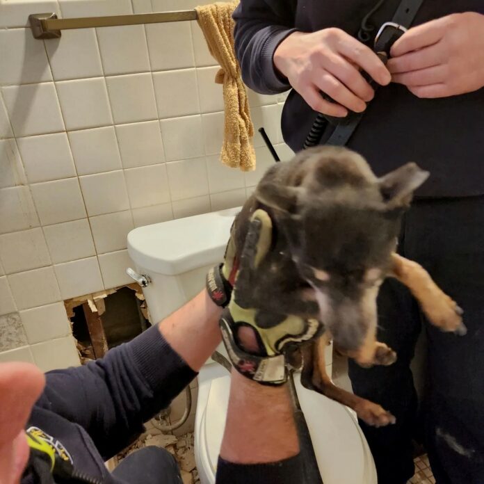 Dog stuck inside bathroom wall needed help from firemen