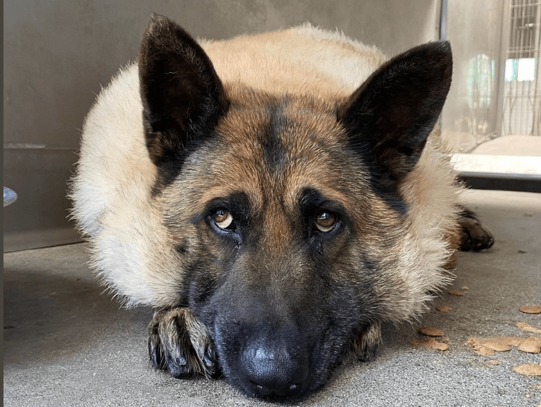 Shockingly obese shepherd taken in as a stray at California shelter