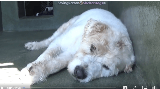 13-year-old dog surrendered when his family moved away