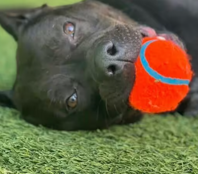 763 days and no new home for shelter’s longest serving dog breaking our hearts