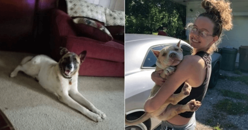 Dogs on death row accused of killing a cat are freed at last and returned to their owner